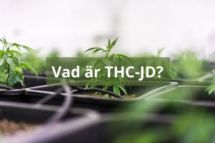 Bilden handlar om vad THCJD är och dess effekter av THCJD